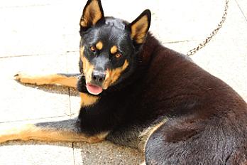 Donne Beauceron croisé husky mâle 5 ans - Calvados - Photo 3