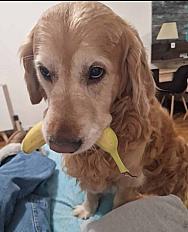 Donne golden retriever mâle 7 ans - Rhône