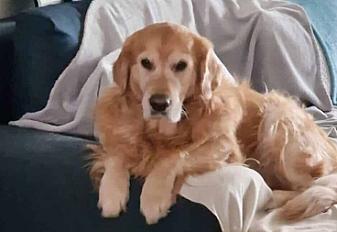 Donne golden retriever mâle 7 ans - Rhône - Photo 2