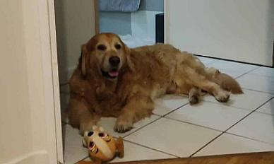 Donne golden retriever mâle 7 ans - Rhône - Photo 3