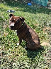 Donne American staff mâle 4 ans - Alpes de Hautes Provence - Photo 1