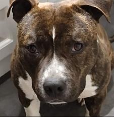 Donne American staff mâle 4 ans - Alpes de Hautes Provence - Photo 2