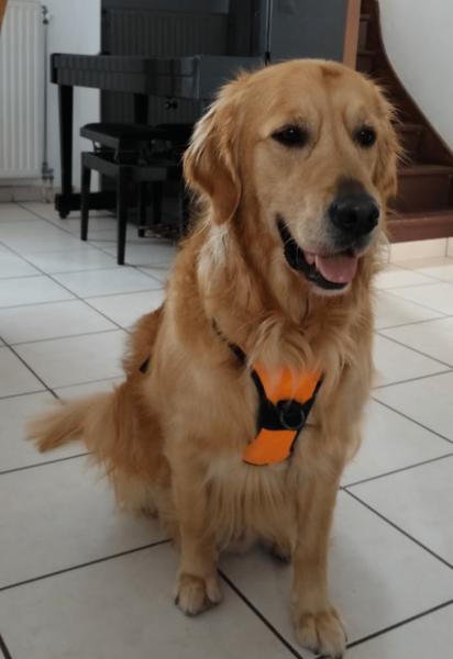 Donne affectueux golden retriever mâle 4 ans - Seine et Marne