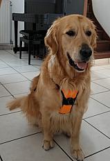 Donne affectueux golden retriever mâle 4 ans - Seine et Marne
