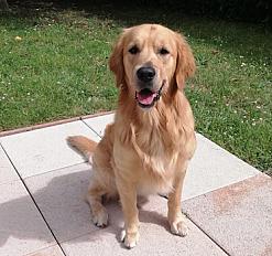 Donne affectueux golden retriever mâle 4 ans - Seine et Marne - Photo 2