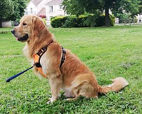 Donne affectueux golden retriever mâle 4 ans - Seine et Marne - Photo 3