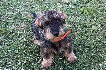 Donne teckel mâle 2 ans - Somme