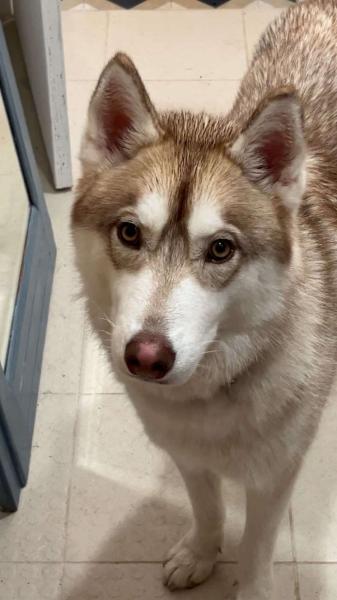 Donne Husky mâle 1 an - Paris