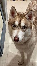 Donne Husky mâle 1 an - Paris