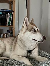 Donne Husky mâle 1 an - Paris - Photo 2