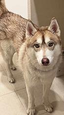 Donne Husky mâle 1 an - Paris - Photo 3