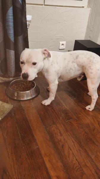 Donne staffie mâle 2 ans - Yonne
