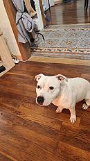 Donne staffie mâle 2 ans - Yonne - Photo 2