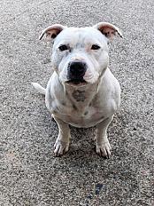 Donne staffie mâle 2 ans - Yonne - Photo 3