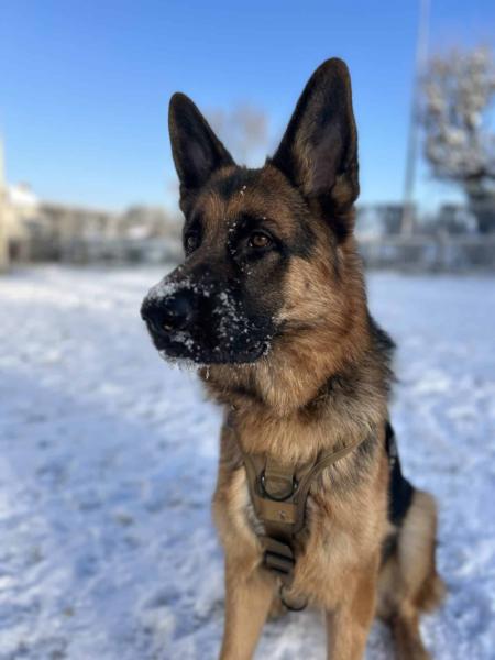 Donne Vasco, berger allemand mâle 2 ans - Essonne