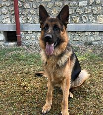 Donne Vasco, berger allemand mâle 2 ans - Essonne - Photo 3