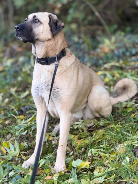 Donne berger d'Anatolie femelle 5 ans - Haute Savoie