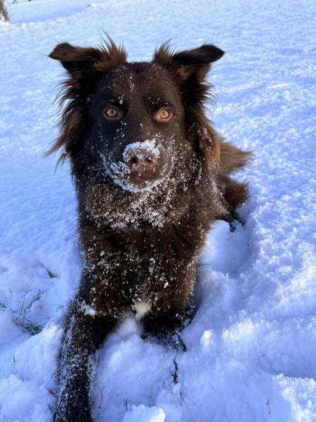Donne berger australien x labrador femelle 2 ans - Doubs