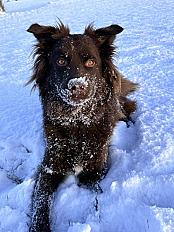 Donne berger australien x labrador femelle 2 ans - Doubs