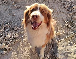 Donne berger australien mâle 3 ans - Vaucluse - Photo 1