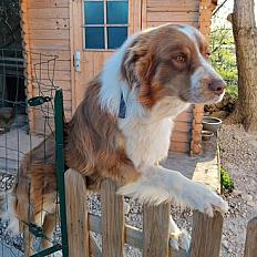 Donne berger australien mâle 3 ans - Vaucluse - Photo 2