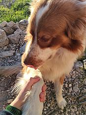 Donne berger australien mâle 3 ans - Vaucluse - Photo 3