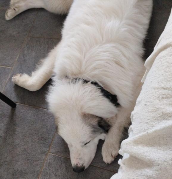 Donne Montagne des Pyrénées mâle 2 ans - Eure