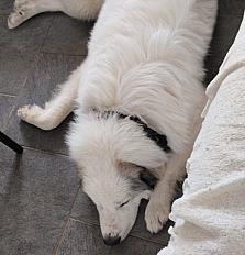 Donne Montagne des Pyrénées mâle 2 ans - Eure