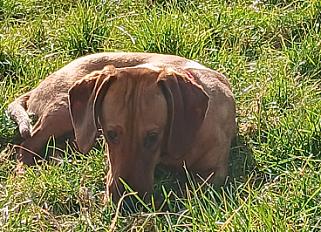 Donne Teckel mâle 1 an - Eure et Loir