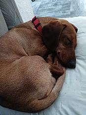 Donne Teckel mâle 1 an - Eure et Loir - Photo 2