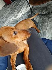 Donne Teckel mâle 1 an - Eure et Loir - Photo 3