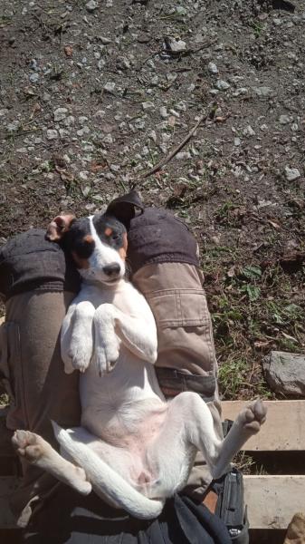 Donne beauceron/berger et bodegero