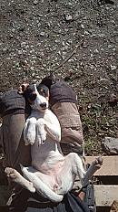 Donne beauceron/berger et bodegero