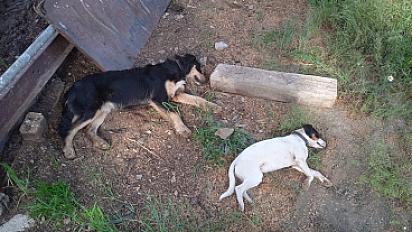 Donne beauceron/berger et bodegero - Photo 2