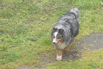 Donne berger australien mâle 7 ans - Corrèze