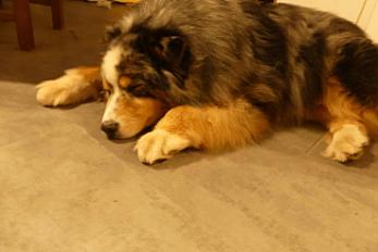 Donne berger australien mâle 7 ans - Corrèze - Photo 2