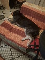 Donne griffon mâle 2 ans -  Gironde