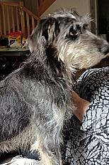 Donne griffon mâle 2 ans -  Gironde - Photo 2