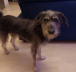 Donne griffon mâle 2 ans -  Gironde - Photo 3