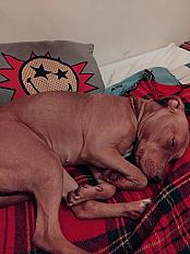 Donne staffie croisée femelle 2 ans - Paris