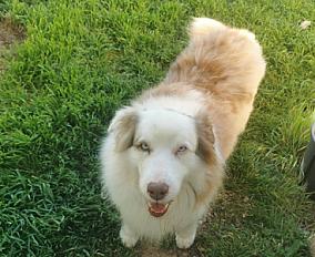 Donne berger australien mâle 8 ans - Loire Atlantique