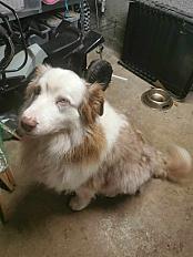 Donne berger australien mâle 8 ans - Loire Atlantique - Photo 2