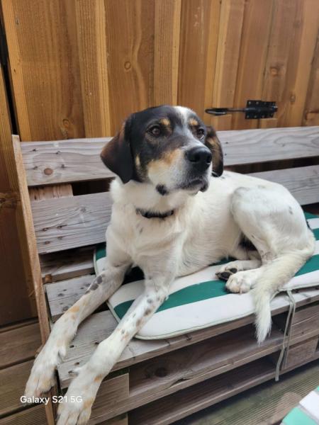 Donne setter anglais x husky mâle 2 ans - Yvelines