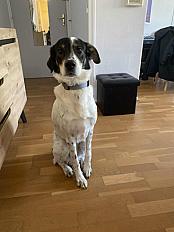 Donne setter anglais x husky mâle 2 ans - Yvelines - Photo 2