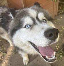 Donne Kyra husky mâle 1 an - Gironde