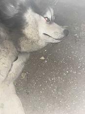 Donne Kyra husky mâle 1 an - Gironde - Photo 2