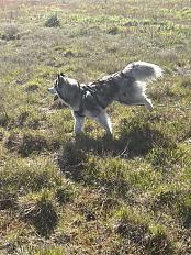 Donne Kyra husky mâle 1 an - Gironde - Photo 3