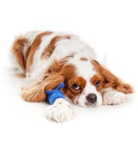 L'utilité d'une assurance pour chien