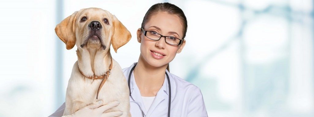 Une assurance santé pour mieux protéger vos animaux de compagnie