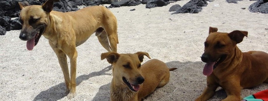 Le Royal Bourbon, une race méconnue